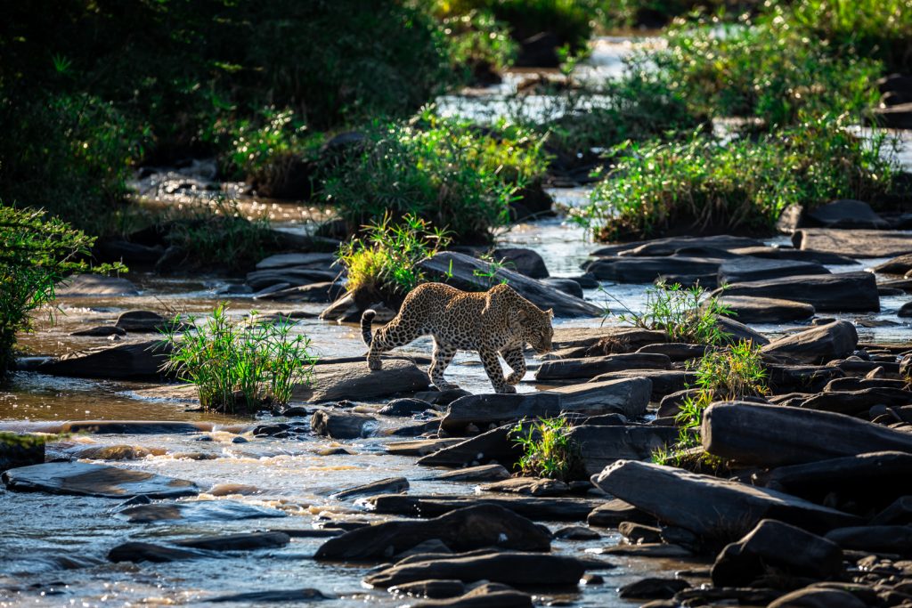 Un léopard traverse une rivière, Kenya - A leopard crosses a river, Kenya / Panthera pardus
