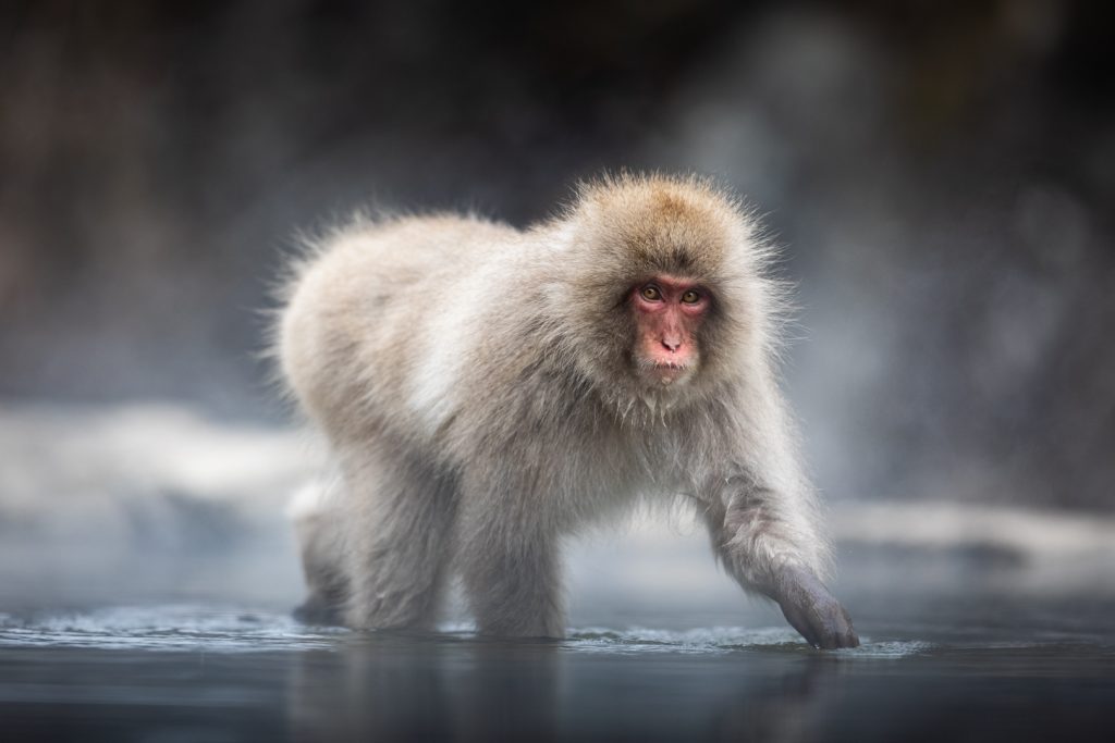 Un macaque japonais marche dans un Onsen, Japan - A snow monkey walks in an Onsen, Japan / Macaca fuscata