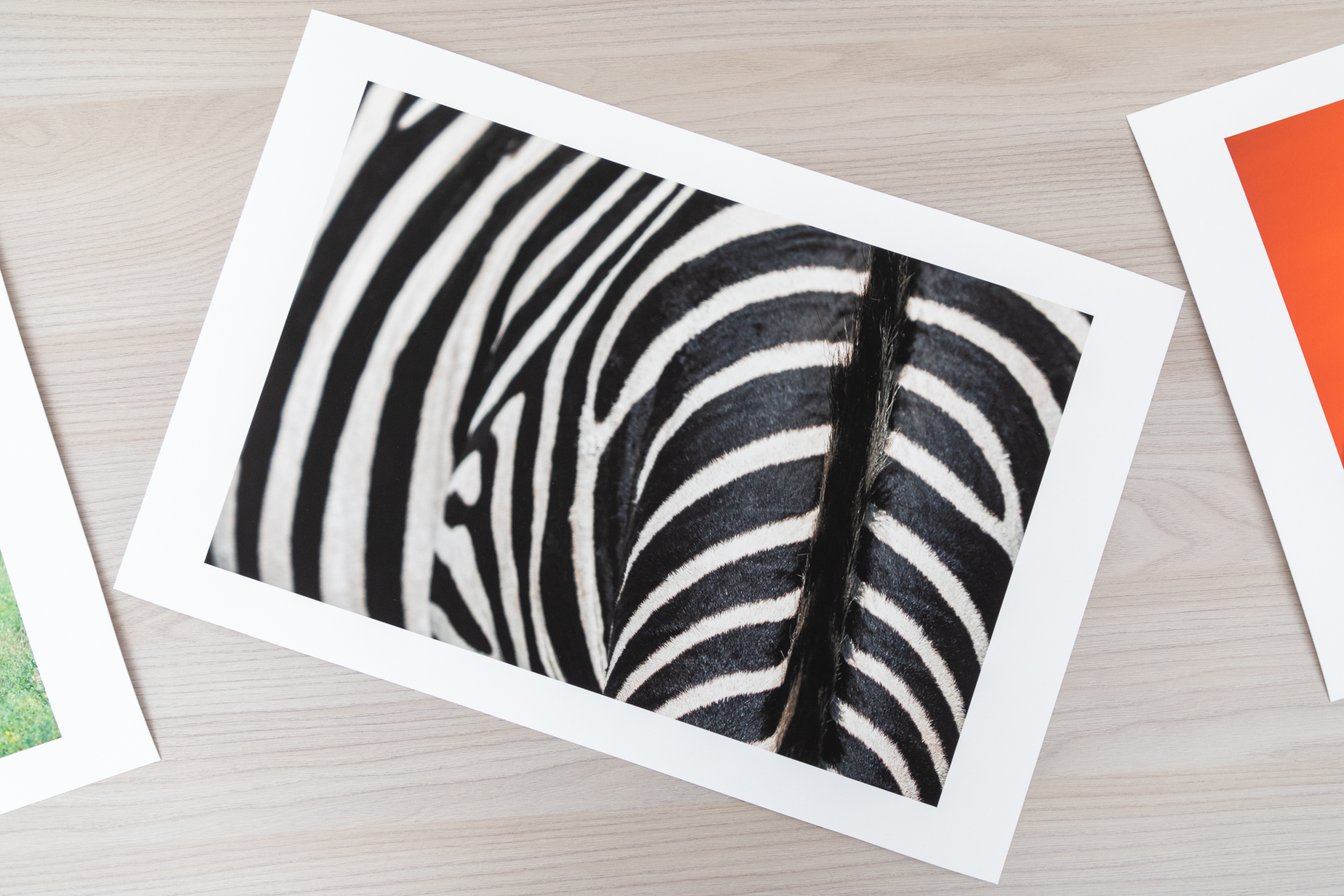 Zèbre - Zebra - Equus quagga Gros plan sur les rayures d'un zèbre, Kenya - Close up on the stripes of a zebra, Kenya / Equus quagga