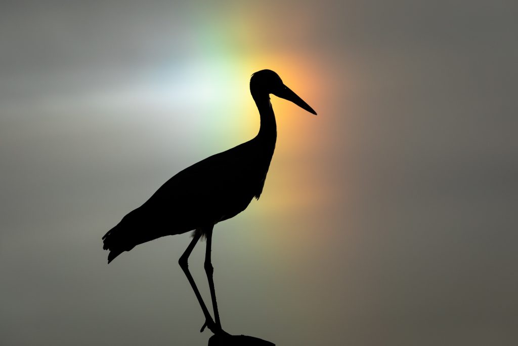 Silhouette d'une cigogne blanche avec un arc en ciel en arrière plan, Alsace