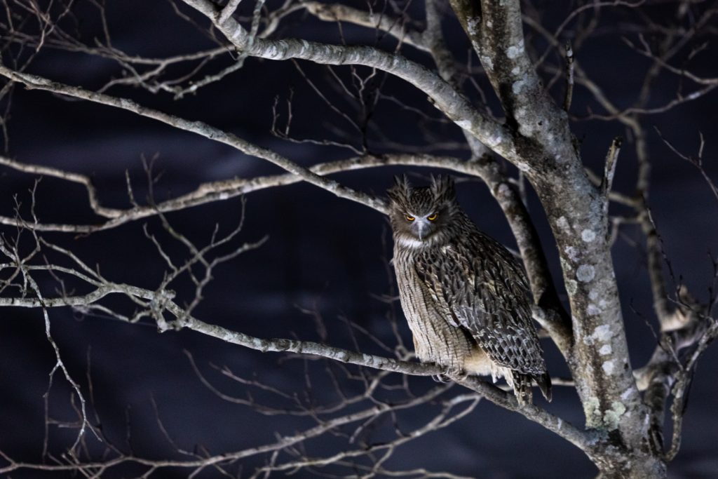 Grand-duc de Blakiston se repose dans un arbre, Hokkaido, Japon - Blakiston's Fish Owl is resting in a tree, Hokkaido, Japan / Bubo blakistoni