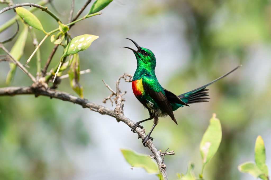 Un Souimanga à longue queue chante sur une branche, Kenya - A Beautiful Sunbird sings on a branch, Kenya / Cinnyris pulchellus