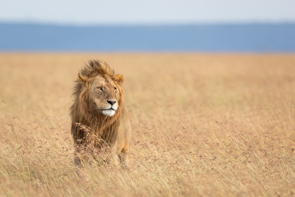 Un lion marche dans la savane, Kenya - A lion walks in the savannah, Kenya / Panthera leo