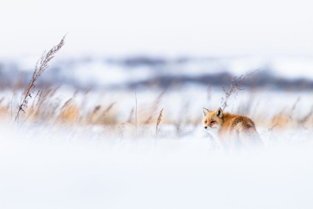Renard roux dans une ambiance enneigée, Hokkaido, Japon - Red fox in a snowy atmosphere, Hokkaido, Japan / Vulpes Vulpes
