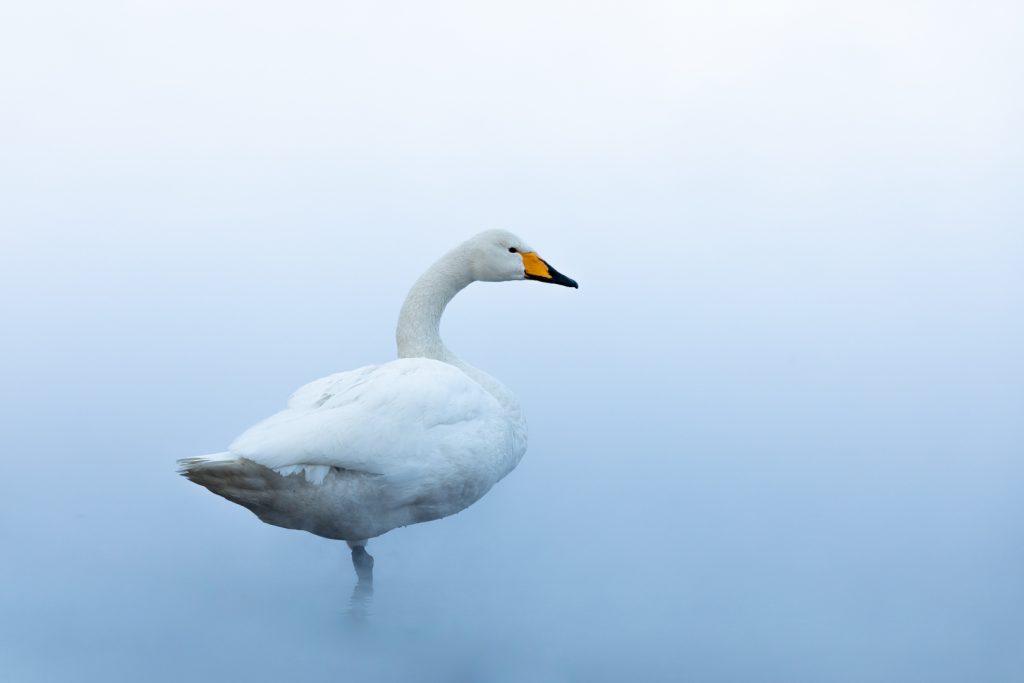 Cygne chanteur se repose dans une source chaude, Hokkaido, Japon - Whooper swan is resting in a hot spring, Hokkaido, Japan / Cygnus cygnus