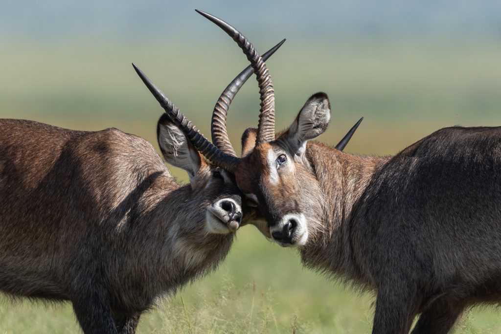 Deux Cobes à croissant se battent dans la savane, Kenya -Two Crescent Cobes fight in the savannah, Kenya / Kobus ellipsiprymnus