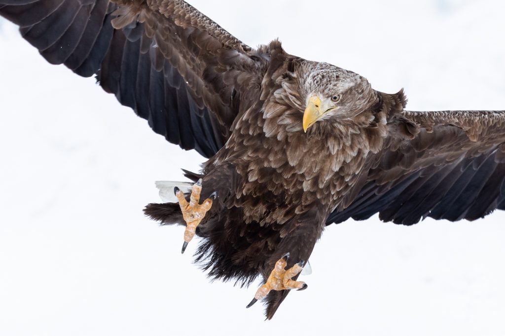 Une Pygargue à queue blanche attaque sa proie, Hokkaido, Japon - A white tailed eagle attacks its prey, Hokkaido, Japan / Haliaeetus albicilla