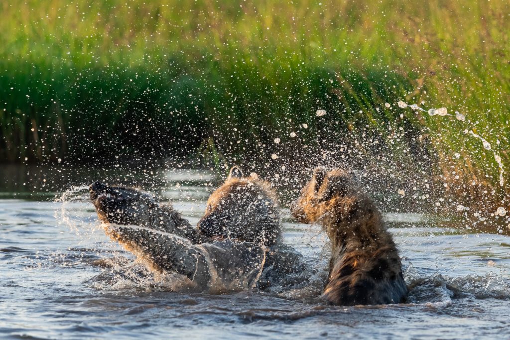 Une famille de Hyène tachetée joue dans un bassin, Kenya - A family of spotted hyena plays in a pond, Kenya / Crocuta crocuta
