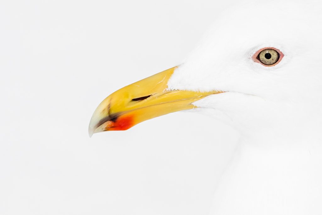 Portrait d'un Goéland à ailes grises, Hokkaido, Japon - Portrait d'un Glaucous-winged Gull, Hokkaido, Japan / Larus glaucescens