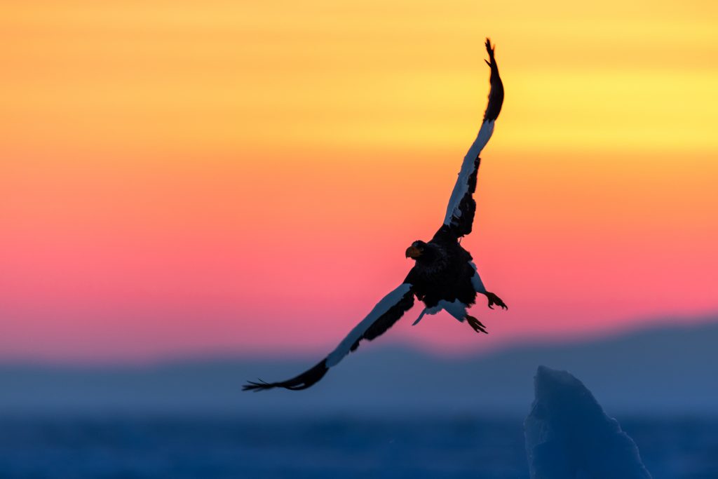Pygargue de Steller s'envole depuis un glacier lors d'un lever de soleil, Hokkaido, Japon - Steller's Sea Eagle flies away from a glacier during a sunrise, Hokkaido, Japan / Haliaeetus pelagicus