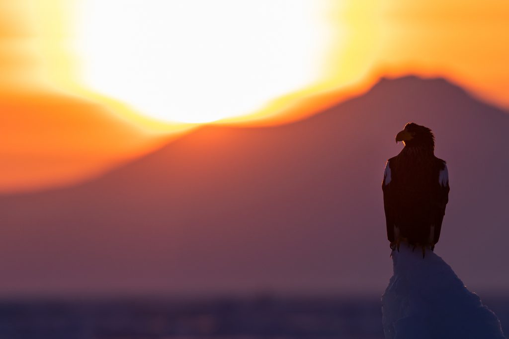 Pygargue de Steller se repose sur un glacier lors d'un lever de soleil, Hokkaido, Japon - Steller's Sea Eagle rests on a glacier during a sunrise, Hokkaido, Japan / Haliaeetus pelagicus
