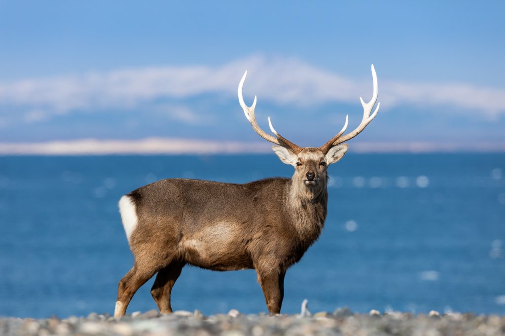 Cerf Sika sur une plage, Hokkaido, Japon - Sika deer on a beach, Hokkaido, Japan / Cervus nippon