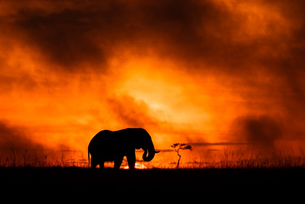 Un éléphant marche dans la savane pendant le lever du soleil, Kenya - An elephant walks in the savannah during sunrise, Kenya / Loxodonta