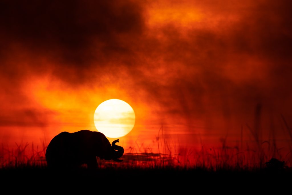 Un éléphant marche dans la savane pendant le lever du soleil, Kenya - An elephant walks in the savannah during sunrise, Kenya / Loxodonta