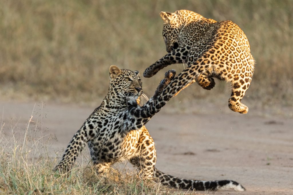 Deux jeunes léopards se battent dans la savane, Kenya - Two young leopards are fighting in the savannah, Kenya / Panthera pardus