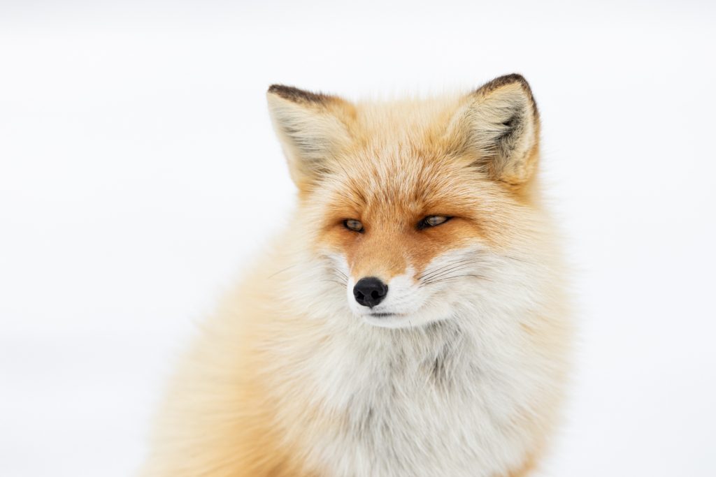 Renard roux dans une ambiance enneigée, Hokkaido, Japon - Red fox in a snowy atmosphere, Hokkaido, Japan / Vulpes Vulpes