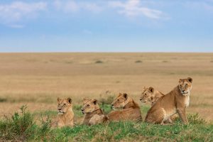 Un groupe de lionne surveille les alentours , Kenya - A group of lionesses watch the surroundings, Kenya / Panthera leo
