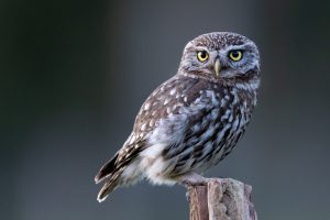 Une Chevêche d'Athéna se repose sur un poteau pendant le coucher du soleil, Baie de somme - An little Owl is resting on a pole during sunset, Baie de somme / Athene noctua
