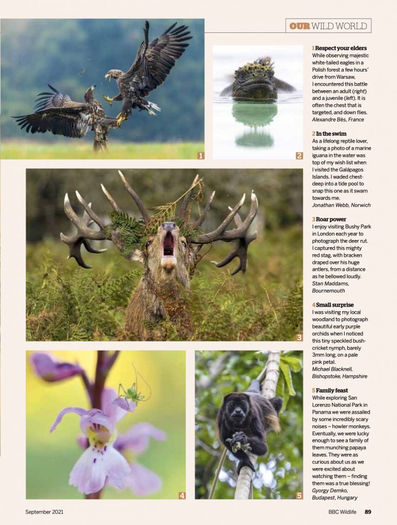 BBC Wildlife magazine