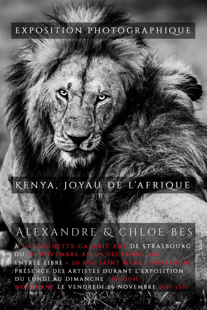 Exposition La chouette galerie novembre 2021