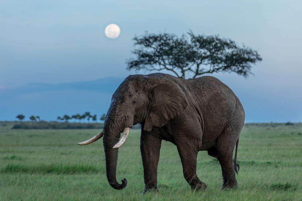 Un elephant marche dans la savane avec la pleine lune en arrière plan, Kenya - An elephant walks in the savannah with the full moon in the background, Kenya / Loxodonta