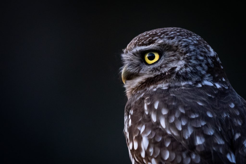 Une Chevêche d'Athéna se repose sur un poteau pendant le coucher du soleil, Baie de somme - An little Owl is resting on a pole during sunset, Baie de somme / Athene noctua