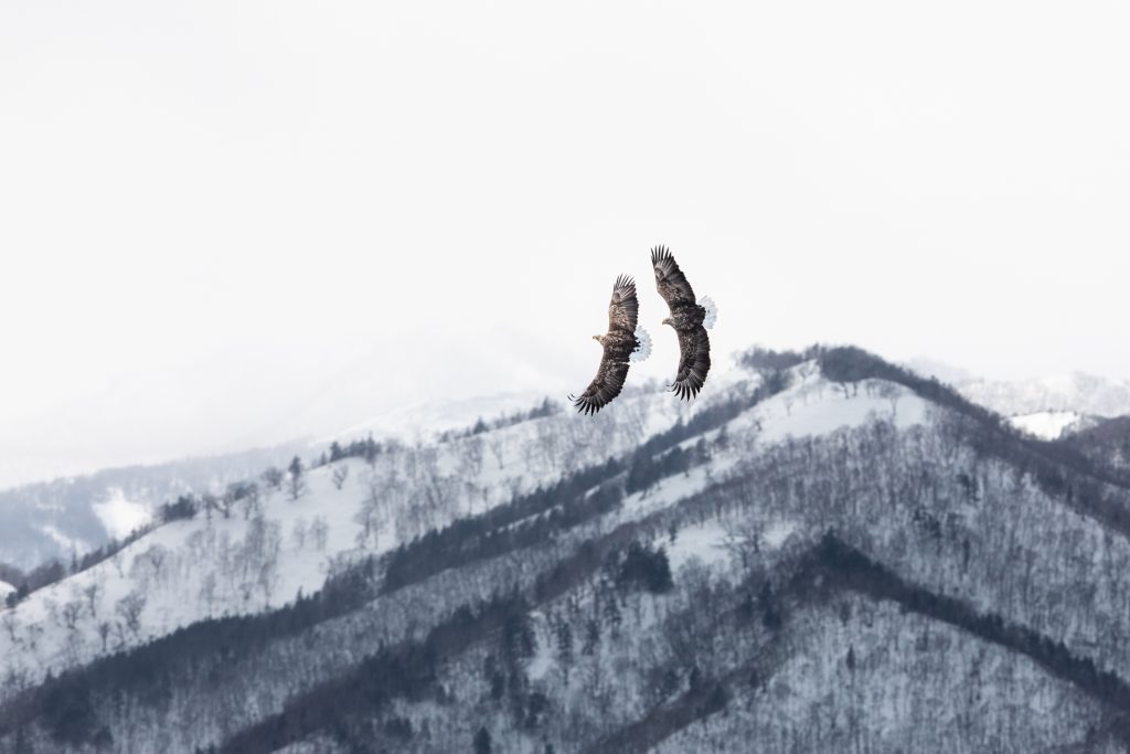 Deux pygargues à queue blanche s'attaquent en vol, Hokkaido - Two white-tailed eagles attack each other in flight, Hokkaido / Haliaeetus albicilla