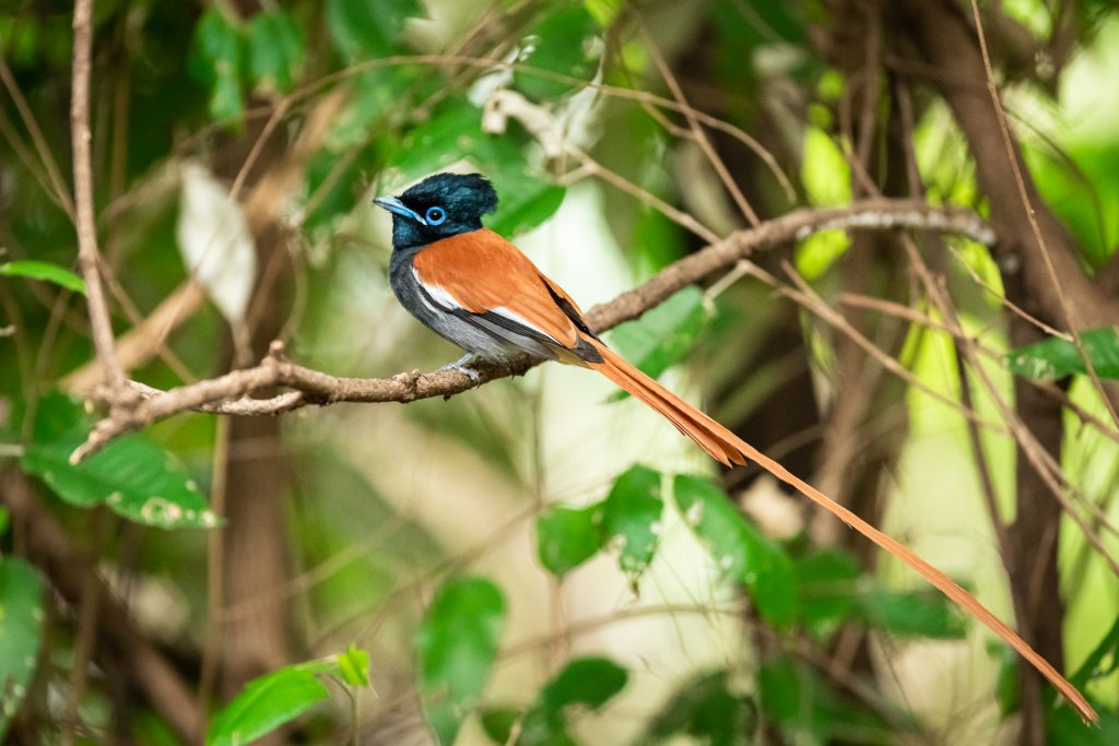Un Tchitrec d'Afrique est posé sur une branche, Kenya - An African Paradise Flycatcher is resting on a branch, Kenya / Terpsiphone viridis