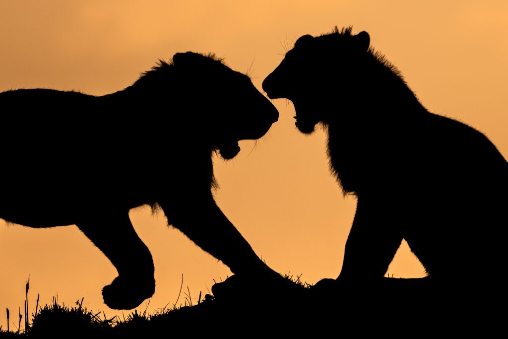 Silhouette de lion dans la savane, Kenya - Silhouette of a lion in the savannah, Kenya / Panthera leo
