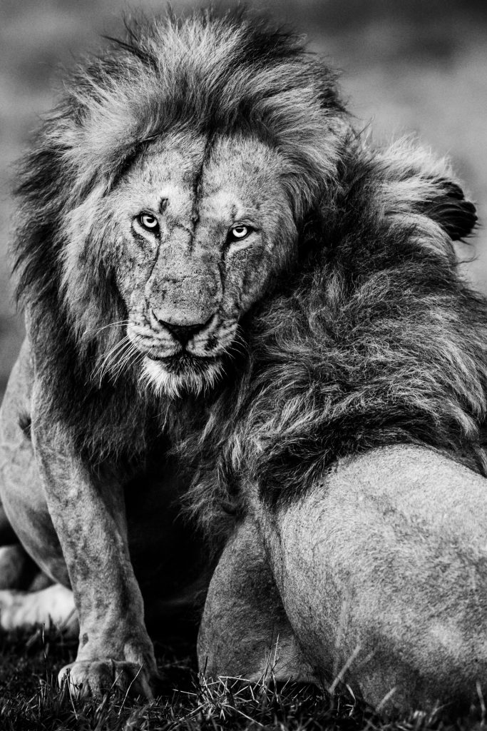 Portrait de lion en noir et blanc, Kenya - Black and white lion portrait, Kenya / Panthera leo