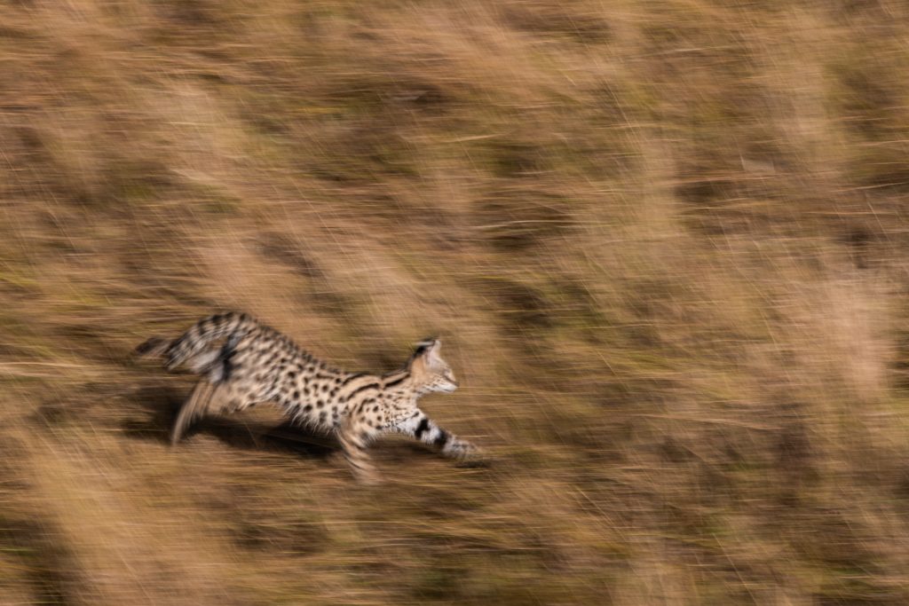 Un serval court dans la savane, Kenya - A serval in the savannah, Kenya / Leptailurus serval