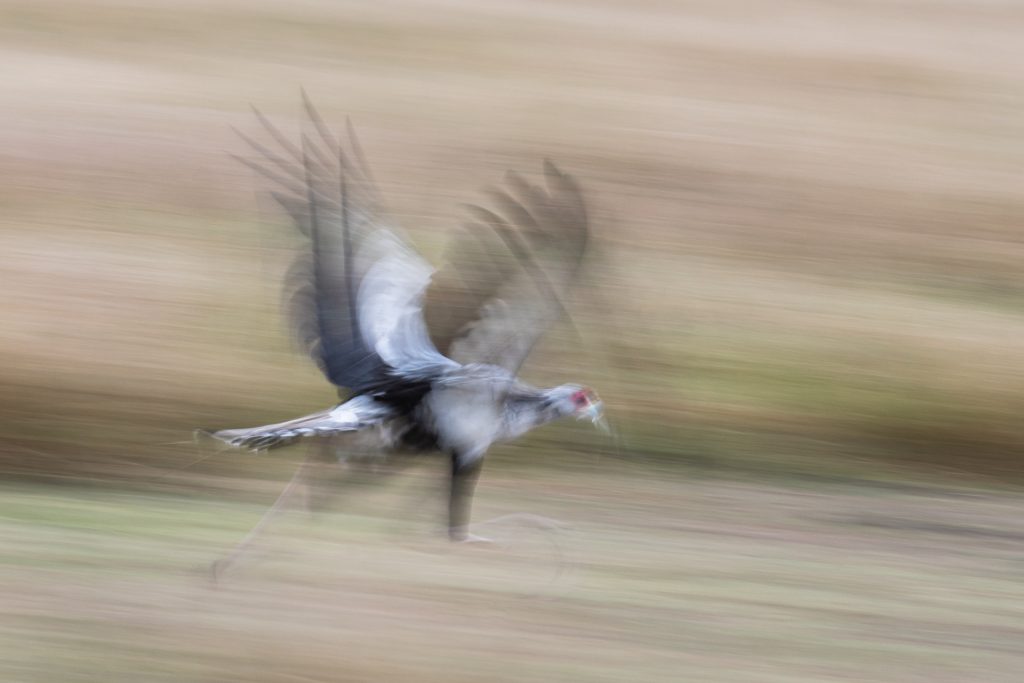 Un Messager sagittaire court dans la savane, Kenya - A Secretarybird runs in the savannah, Kenya / Sagittarius serpentarius