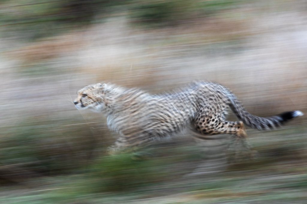 Un guépard court dans la savane, Kenya - A cheetah runs in the savannah, Kenya / Acinonyx jubatus