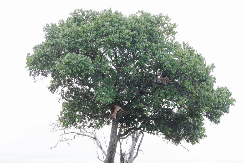 Un léopard dort dans une arbre, Kenya - A leopard sleeps in a tree, Kenya / Panthera pardus