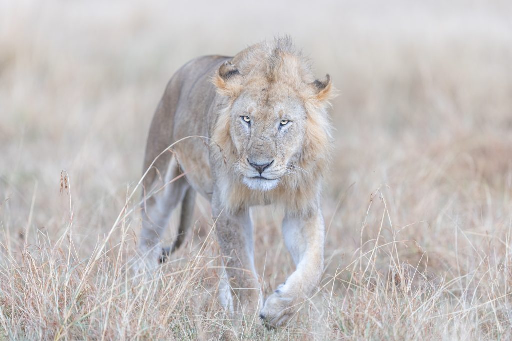 Portrait de lion dans la savane, Kenya - Lion portrait in the savannah, Kenya / Panthera leo