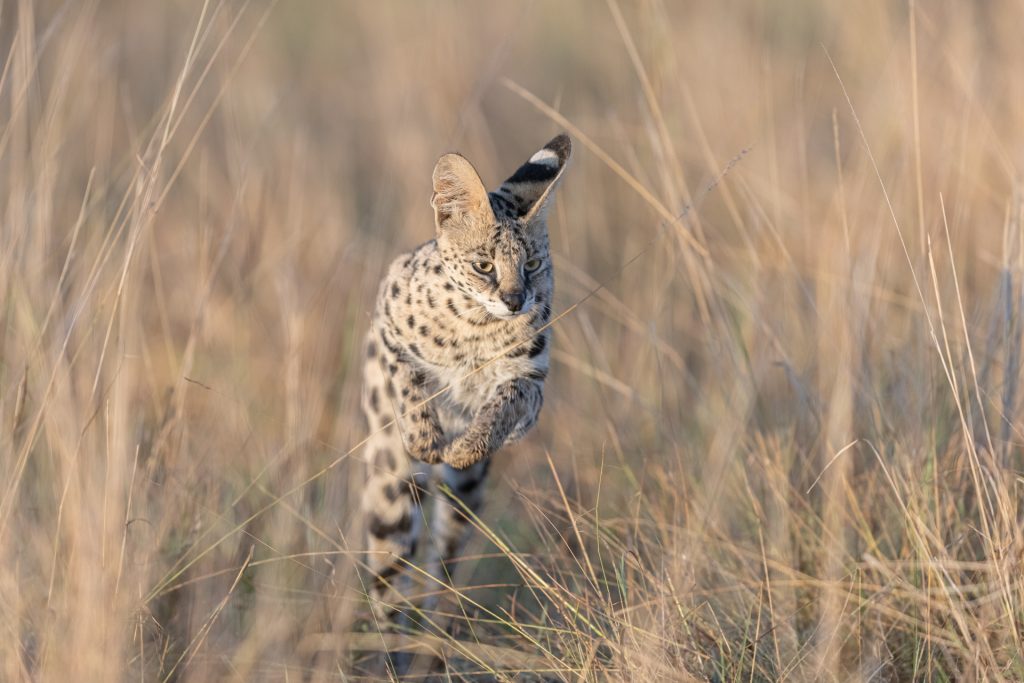 Un serval saute dans la savane pendant le lever du soleil, Kenya - A serval jumps in the savannah during the sunrise, Kenya / Leptailurus serval