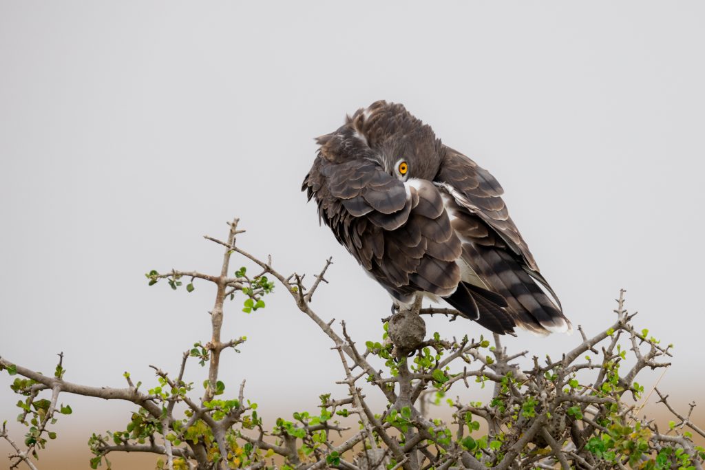 Une Circaète à poitrine noire se repose sur une branche, Kenya - A Black-chested Snake Eagle rests on a branch, Kenya / Circaetus pectoralis