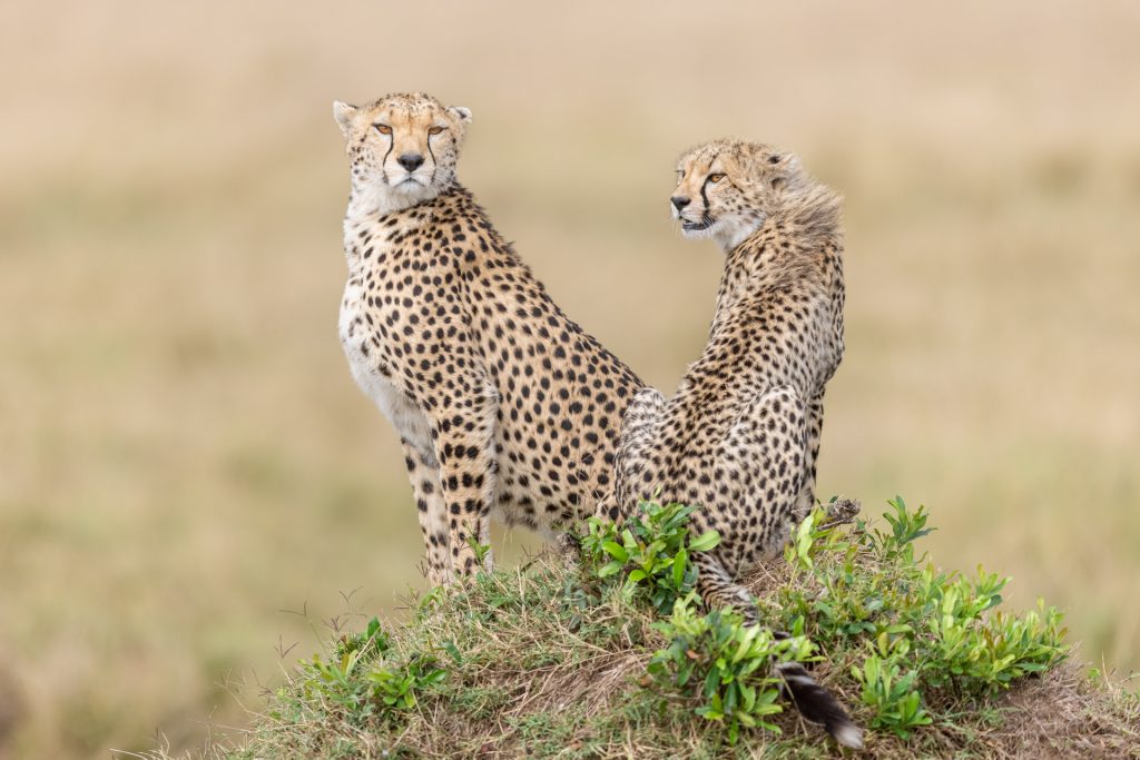 Un guépard est assis dans la savane, Kenya - A cheetah sits in the savannah, Kenya / Acinonyx jubatus