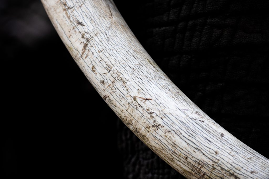Gros plan sur une défense d'éléphant, Kenya - Close-up on an elephant tusk, Kenya / Loxodonta