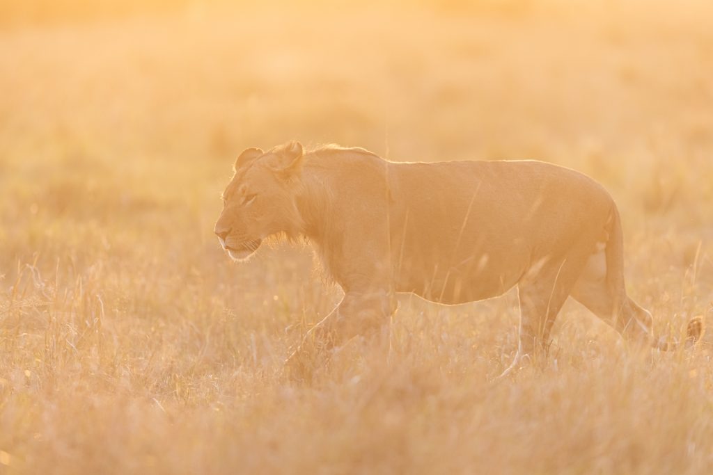 Une famille de lion pendant le coucher de soleil, Kenya - A lion family during sunset, Kenya / Panthera leo