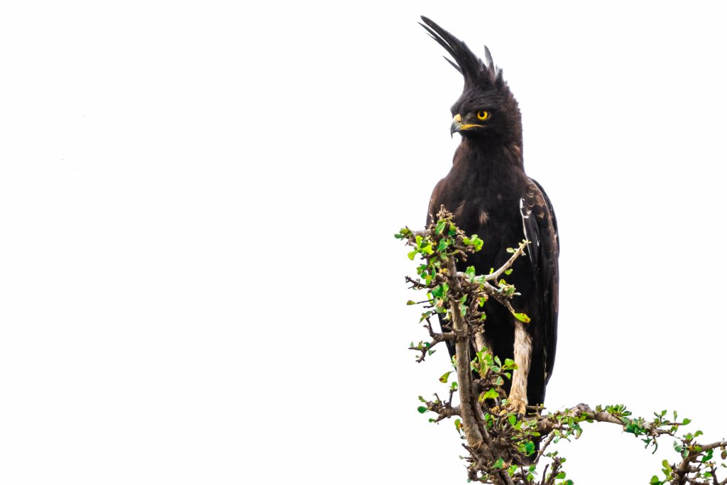 Portrait d'un aigle huppard, Kenya - Portrait of a long crested eagle, Kenya / Lophaetus occipitalis