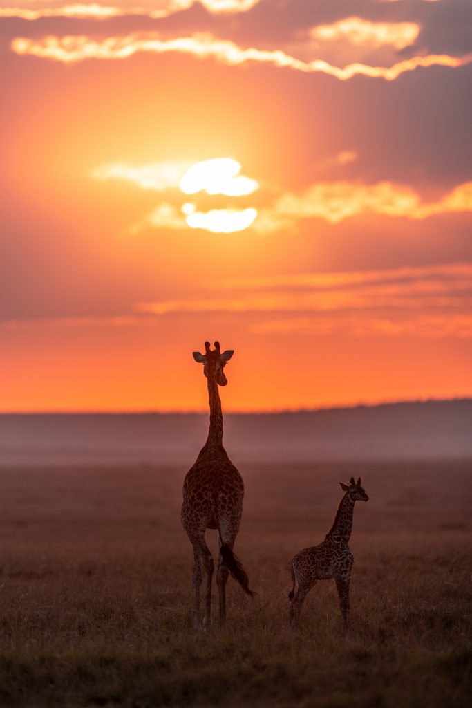Silhouette de deux girafes pendant le lever du soleil, Kenya - Silhouette of two giraffes during sunrise,, Kenya / Giraffa camelopardalis