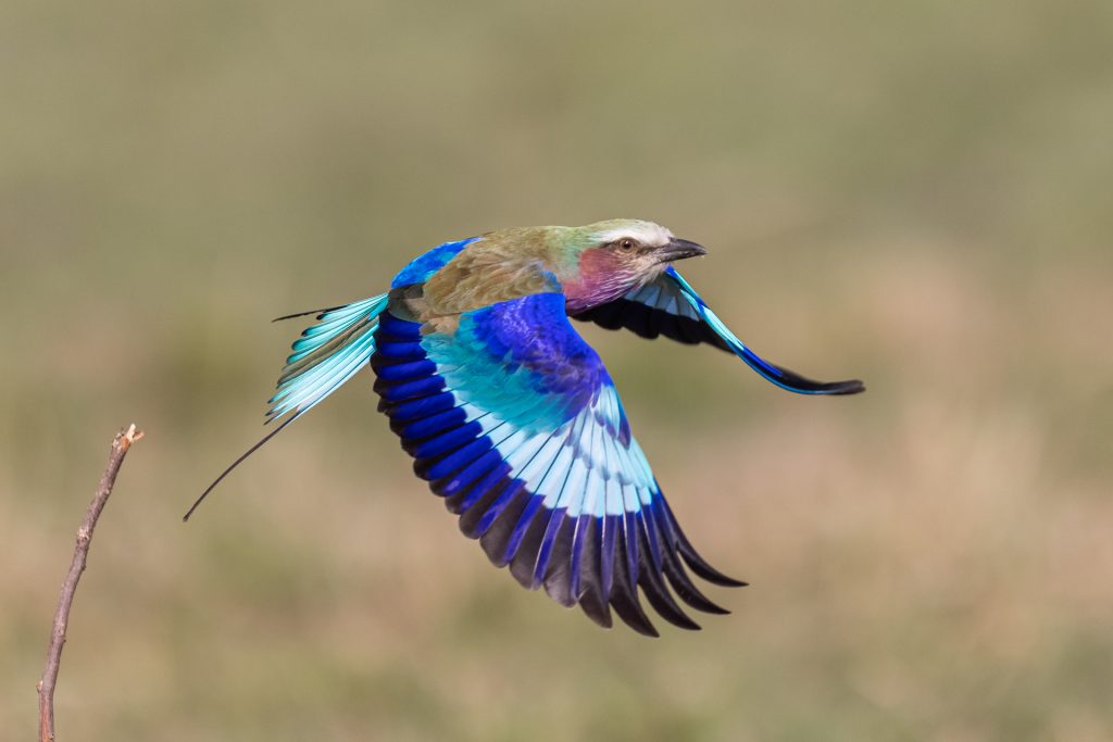 Un Rollier à longs brins se vol dans la savane, Kenya - A Lilac-breasted Roller is flying in the savannah, Kenya / Coracias caudatus