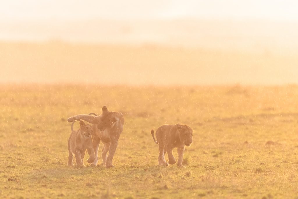 Une famille de lion pendant le coucher de soleil, Kenya - A lion family during sunset, Kenya / Panthera leo