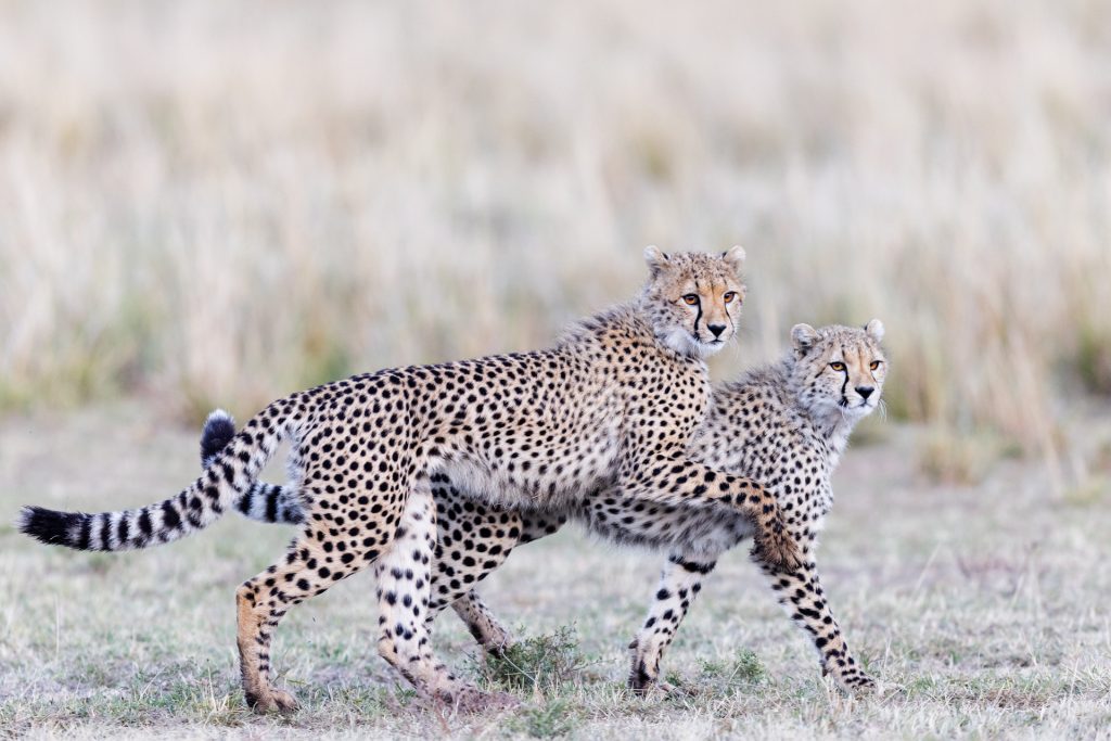 Deux jeune guépards jouent ensemble, Kenya - Two young cheetahs playing together, Kenya / Acinonyx jubatus