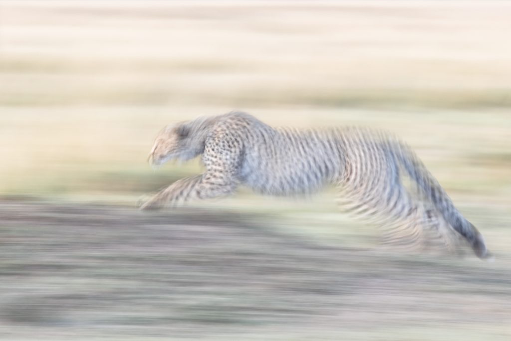 Un guépard court à pleine vitesse, Kenya - A cheetah runs at full speed, Kenya / Acinonyx jubatus