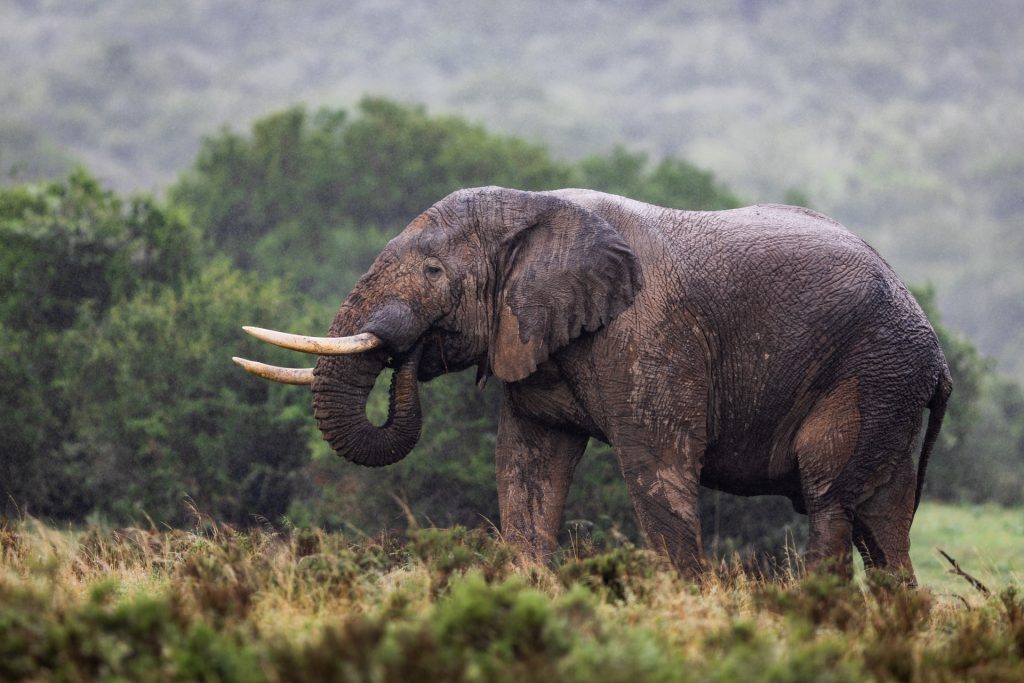 Un éléphant boit de l'eau, Réserve de Shamwari, Afrique du Sud - An elephant drinks water, Shamwari reserve, South Africa / Loxodonta