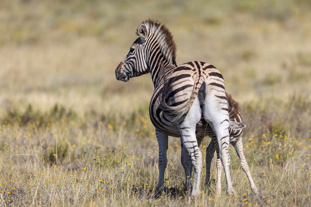 Portrait d'un jeune zèbre qui mange dans la savane, Réserve de Shamwari, Afrique du Sud - Portrait of a young zebra eating in the savannah, Shamwari reserve, South Africa / Equus zebra