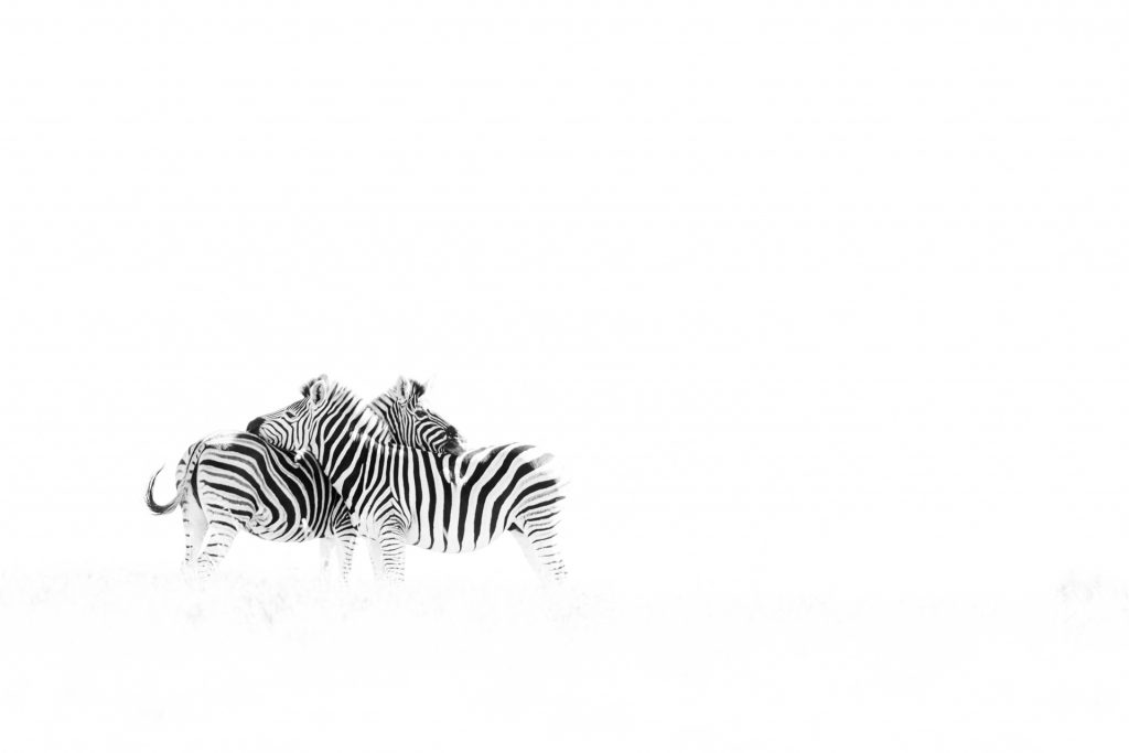 Deux zèbres se font des calins dans la savane, Réserve de Shamwari, Afrique du Sud - Two zebras hug each other in the savannah,