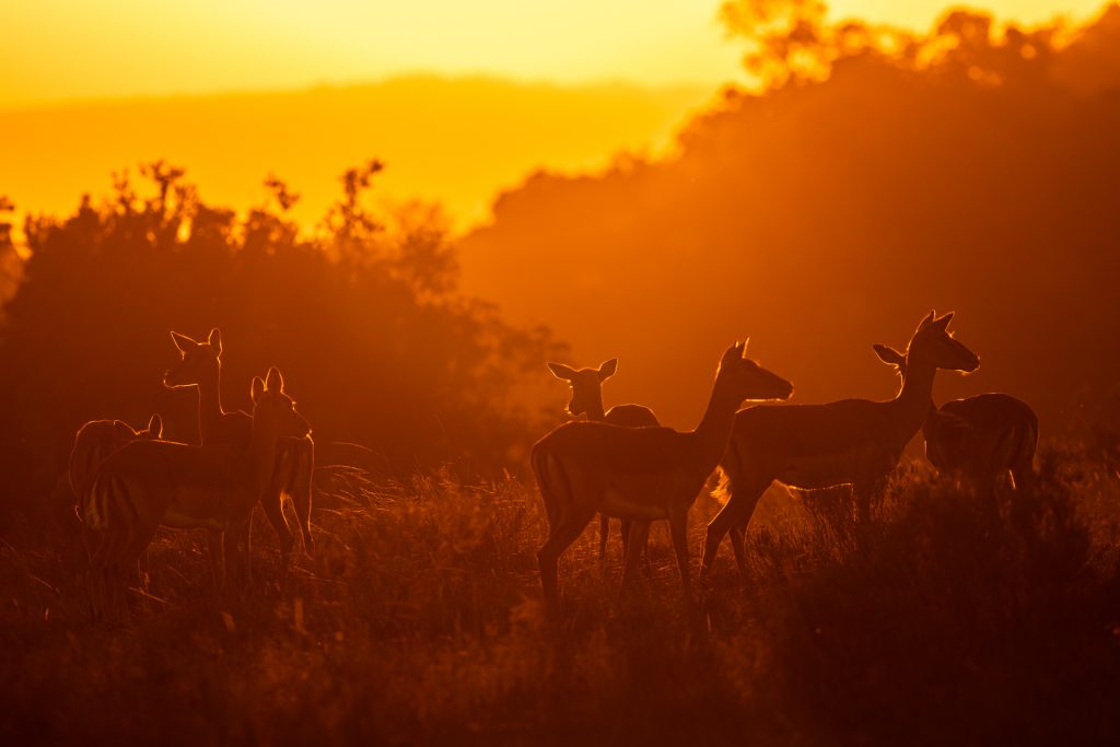 Portrait d'un groupe d'impala pendant le lever de soleil, Réserve de Shamwari, Afrique du Sud - Portrait of a group pf impala during sunrise, Shamwari reserve, South Africa / Aepyceros melampus